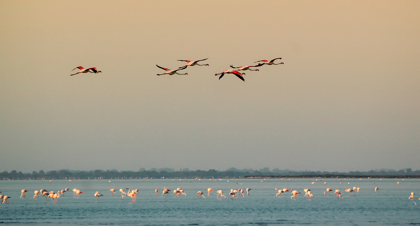 ZOOM sur la CAMARGUE