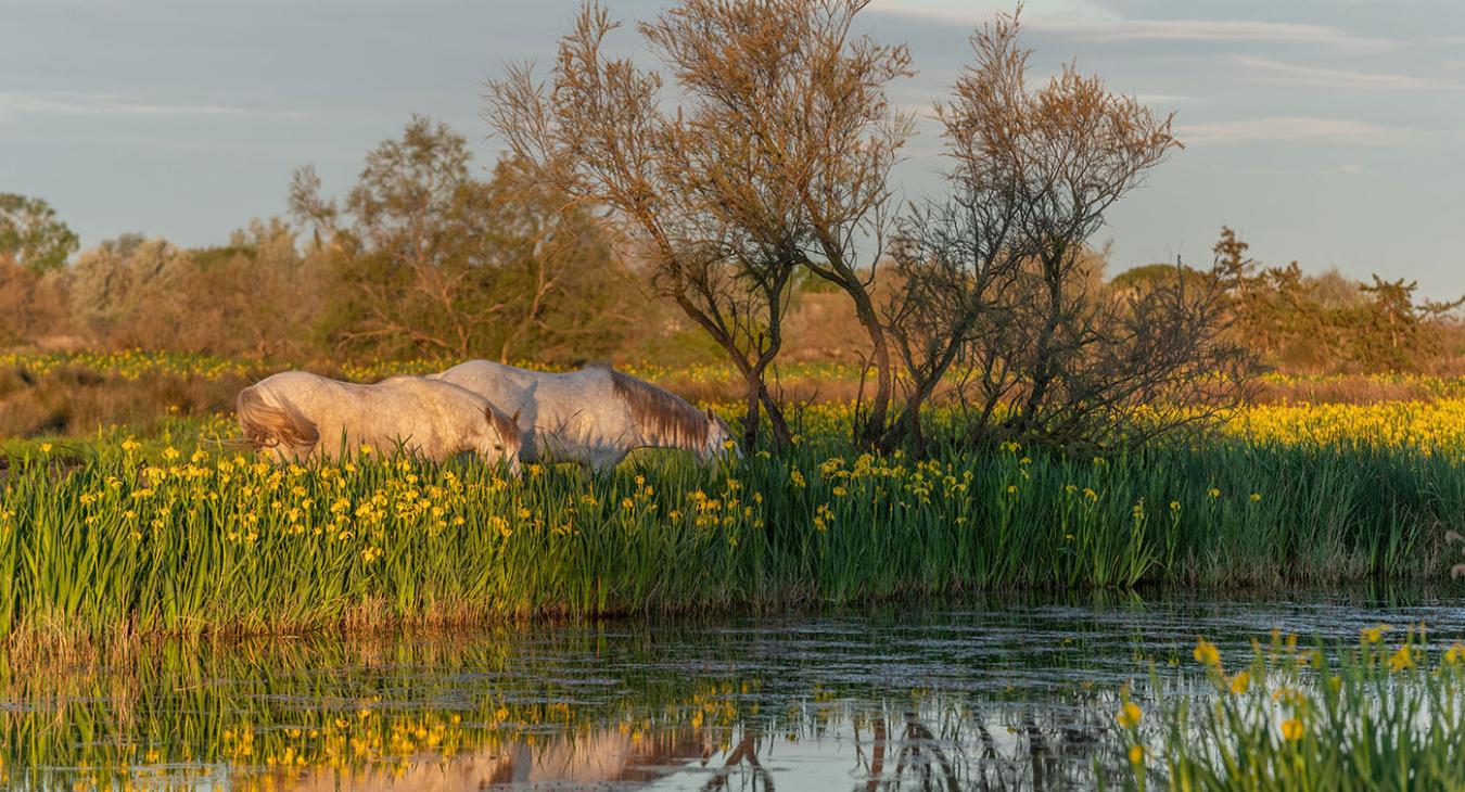 Camargue