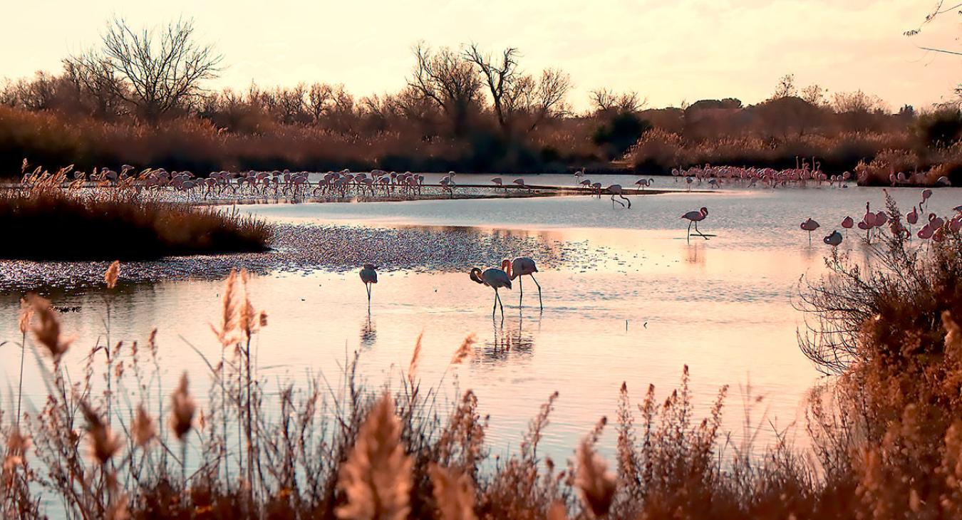 Flamands 2