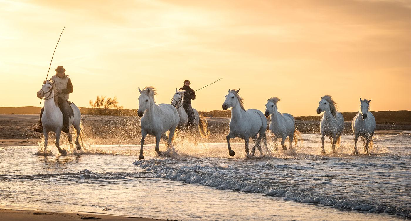 Camargue 